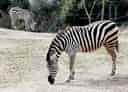 動物図鑑・グラントシマウマの写真 11